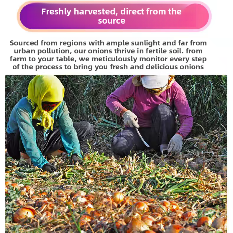 Fresh Onion Bulk Export – Sweet Purple Onion & Yellow Onion, Year-Round Stock Available, 40+ Days Sea Freight, B2B Wholesale for Africa – China Origin (2 Pieces Min Order)