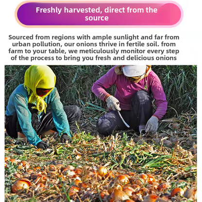 Fresh Onion Bulk Export – Sweet Purple Onion & Yellow Onion, Year-Round Stock Available, 40+ Days Sea Freight, B2B Wholesale for Africa – China Origin (2 Pieces Min Order)