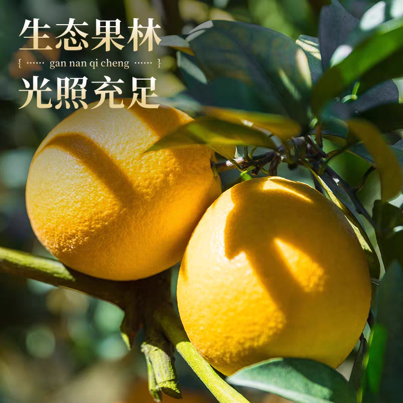 Fresh Newhall Navel Orange – Gannan Navel Orange Bulk Export, 35 Days Dynamic Fresh-Keeping, 25 Days Sea Freight, Direct from Inspection‑Approved Factory in China – B2B Wholesale (2 Pieces Min Order)