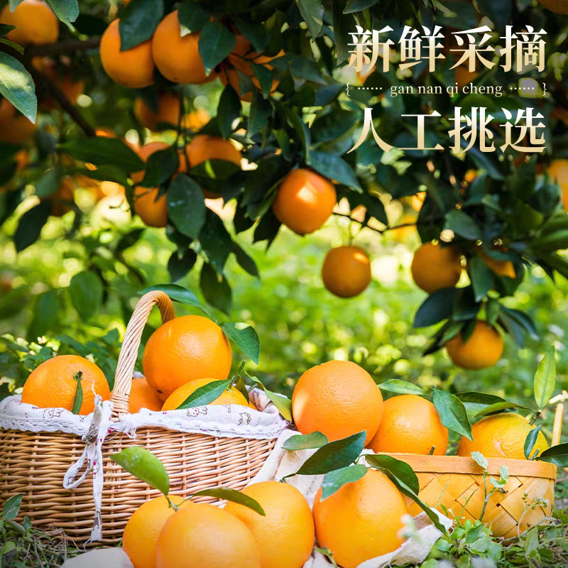 Fresh Newhall Navel Orange – Gannan Navel Orange Bulk Export, 35 Days Dynamic Fresh-Keeping, 25 Days Sea Freight, Direct from Inspection‑Approved Factory in China – B2B Wholesale (2 Pieces Min Order)