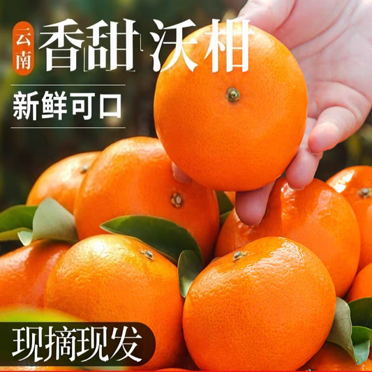 Fresh Orah Orange – Wogan Late Sweet Orange Bulk Export, 40+ Days Sea Freight Ready, Easy Storage, High Volume Supply – China B2B Wholesale (2 Pieces Min Order)