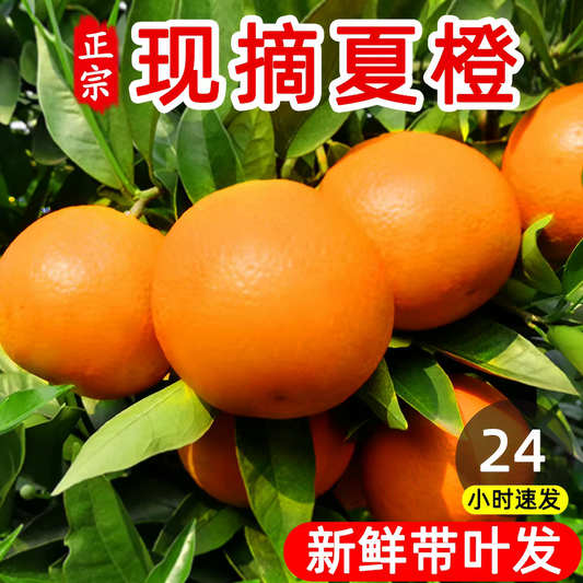 Fresh Summer Orange – Valencia Type, Only Fresh Orange Available in China from May to August, Seasonal Bridge Supply, 35 Days Fresh-Keeping – B2B Wholesale (2 Pieces Min Order)