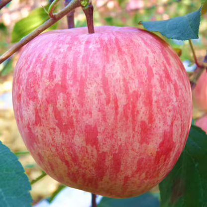 Fresh Fuji Apple – Sweet & Crisp, from Jingning (Gansu) and Shandong, New Launch Ready for Trial Orders, B2B Export Bulk – China Origin (2 Pieces Min Order)