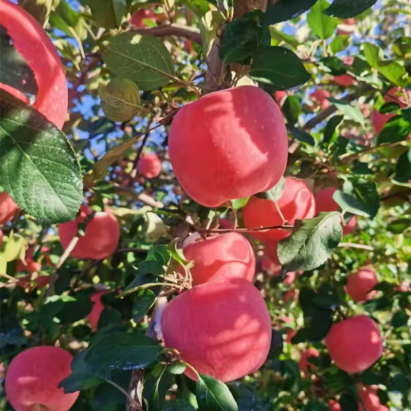 Fresh Fuji Apple – Sweet & Crisp, from Jingning (Gansu) and Shandong, New Launch Ready for Trial Orders, B2B Export Bulk – China Origin (2 Pieces Min Order)