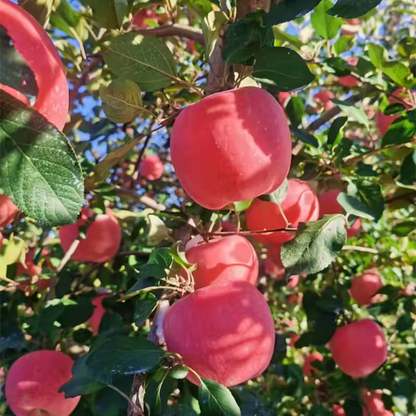 Fresh Fuji Apple – Sweet & Crisp, from Jingning (Gansu) and Shandong, New Launch Ready for Trial Orders, B2B Export Bulk – China Origin (2 Pieces Min Order)