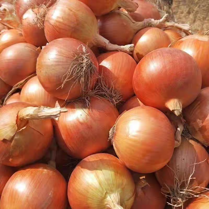 Fresh Onion Bulk Export – Sweet Purple Onion & Yellow Onion, Year-Round Stock Available, 40+ Days Sea Freight, B2B Wholesale for Africa – China Origin (2 Pieces Min Order)