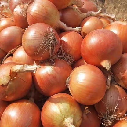 Fresh Onion Bulk Export – Sweet Purple Onion & Yellow Onion, Year-Round Stock Available, 40+ Days Sea Freight, B2B Wholesale for Africa – China Origin (2 Pieces Min Order)