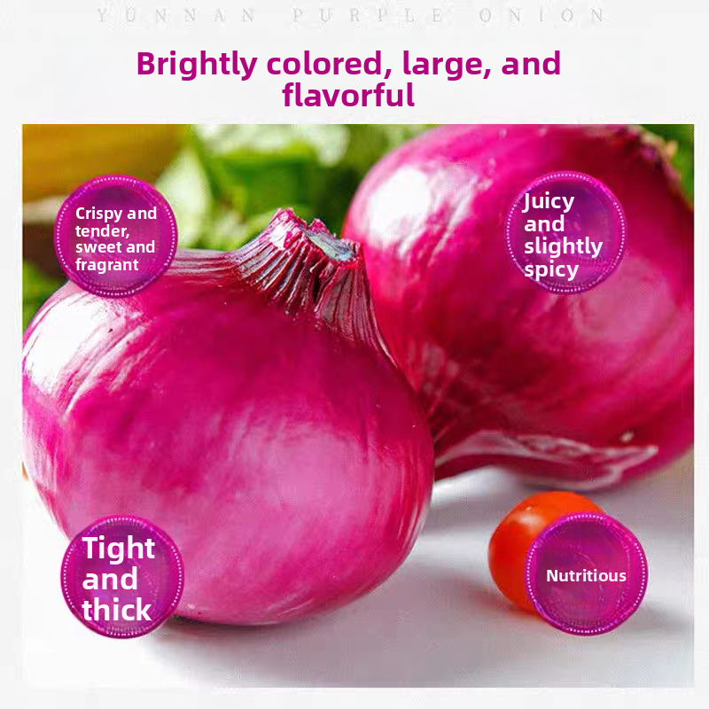 Fresh Onion Bulk Export – Sweet Purple Onion & Yellow Onion, Year-Round Stock Available, 40+ Days Sea Freight, B2B Wholesale for Africa – China Origin (2 Pieces Min Order)