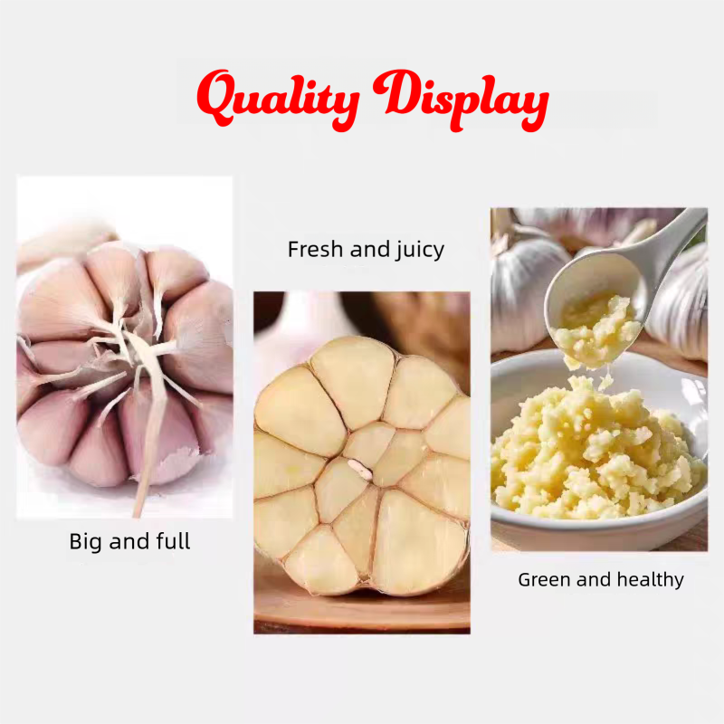 Fresh Garlic Bulk Export – China Premium Garlic, Year-Round Supply, World’s Largest Producer, B2B Wholesale for Global Markets – China Origin (2 Pieces Min Order)
