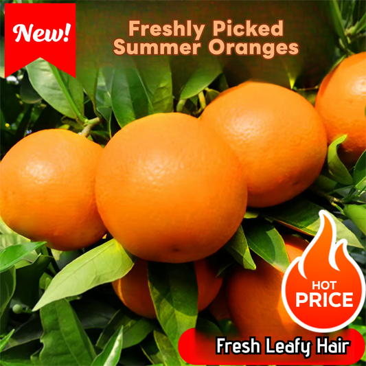 Fresh Summer Orange – Valencia Type, Only Fresh Orange Available in China from May to August, Seasonal Bridge Supply, 35 Days Fresh-Keeping – B2B Wholesale (2 Pieces Min Order)