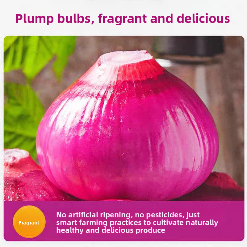 Fresh Onion Bulk Export – Sweet Purple Onion & Yellow Onion, Year-Round Stock Available, 40+ Days Sea Freight, B2B Wholesale for Africa – China Origin (2 Pieces Min Order)