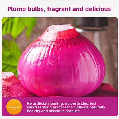 Fresh Onion Bulk Export – Sweet Purple Onion & Yellow Onion, Year-Round Stock Available, 40+ Days Sea Freight, B2B Wholesale for Africa – China Origin (2 Pieces Min Order)